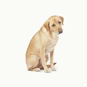 Meet your Posher, Deddy